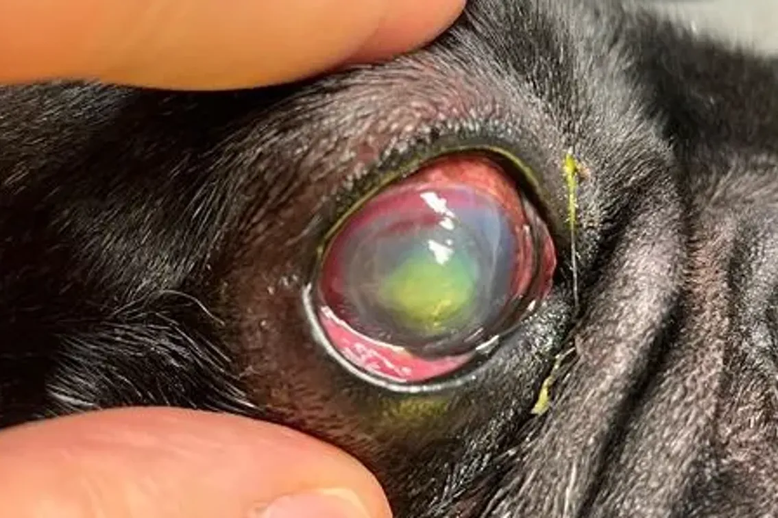 Ulcere corneali nel cane e nel gatto